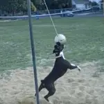 portable tetherball set