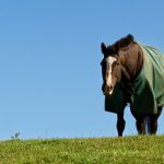 horse wearing blanket
